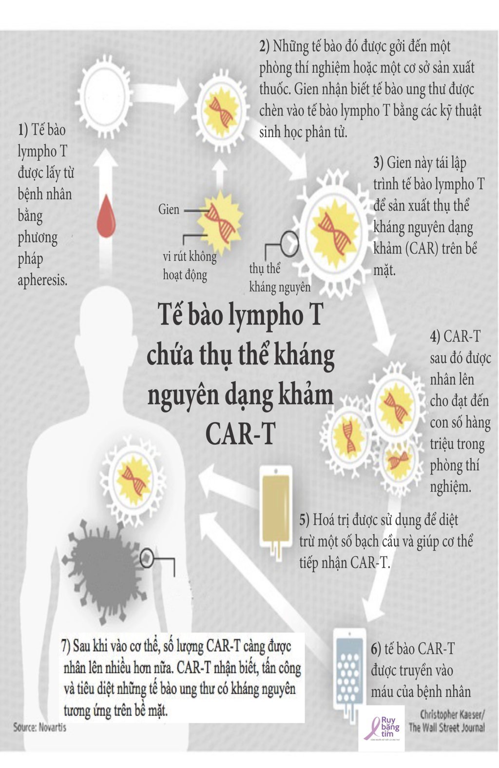 car t cell 1