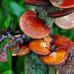 Ganoderma lucidum