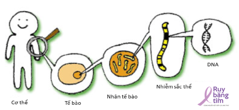 Có thể tầm soát ung thư bằng giải trình tự gen thế hệ mới NGS không? 