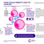 Hình 2: Ba cơ chế chính làm tăng nguy cơ ung thư ở bệnh nhân béo phì (Nguồn: Cancer research UK)