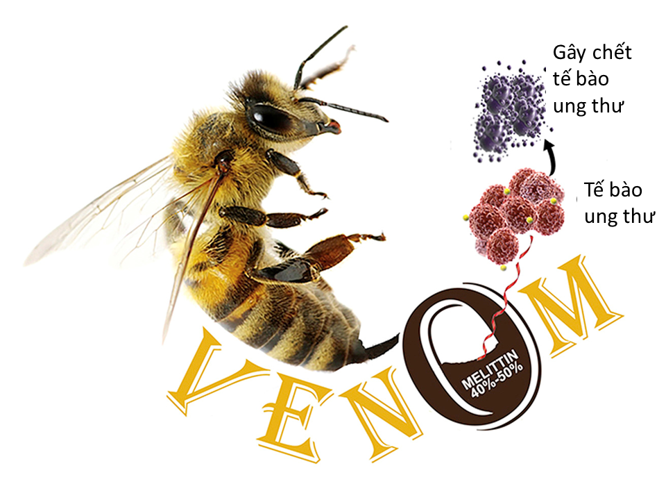 nọc độc ong mật trị ung thư