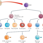 dieu hoa mien dich 1